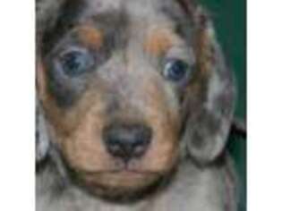 Dachshund Puppy for sale in Granton, WI, USA