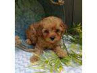 Cavapoo Puppy for sale in Burtonsville, MD, USA