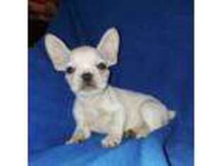 French Bulldog Puppy for sale in Centerville, UT, USA