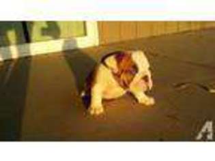 Bulldog Puppy for sale in LEMOORE, CA, USA