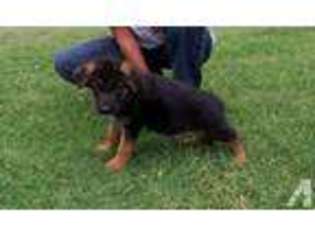 German Shepherd Dog Puppy for sale in TUTTLE, OK, USA