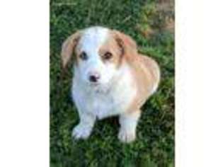 Pembroke Welsh Corgi Puppy for sale in Charleston, AR, USA