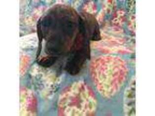 Dachshund Puppy for sale in Diamond Springs, CA, USA