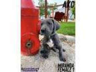 Great Dane Puppy for sale in Story City, IA, USA