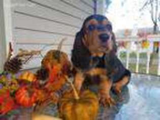 Basset Hound Puppy for sale in Wheaton, MO, USA