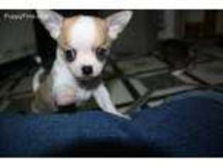 Chihuahua Puppy for sale in Walterboro, SC, USA