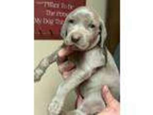 Weimaraner Puppy for sale in Springfield, OH, USA