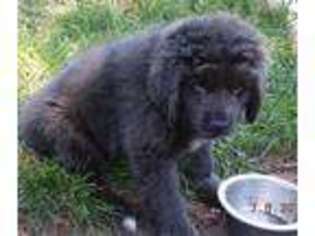 Newfoundland Puppy for sale in Middlebury, IN, USA