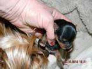 Yorkshire Terrier Puppy for sale in HORSE CAVE, KY, USA