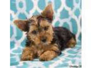 Yorkshire Terrier Puppy for sale in Charlottesville, VA, USA