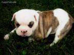 Olde English Bulldogge Puppy for sale in Taft, TN, USA