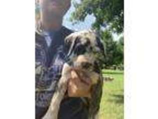 Great Dane Puppy for sale in Campbellsville, KY, USA