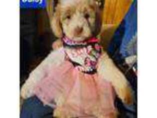 Mutt Puppy for sale in Taunton, MA, USA