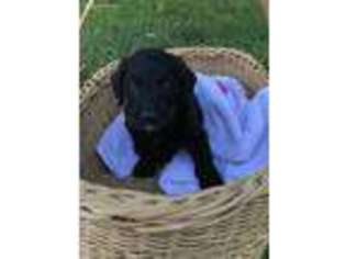 Labradoodle Puppy for sale in Wilkesboro, NC, USA