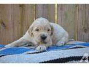Golden Retriever Puppy for sale in SUNBURY, PA, USA