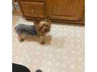 Yorkshire Terrier Puppy for sale in Athens, MI, USA
