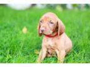Vizsla Puppy for sale in Freeport, OH, USA