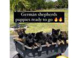 German Shepherd Dog Puppy for sale in Orlando, FL, USA