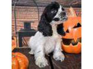 Medium Photo #1 Cocker Spaniel Puppy For Sale in Hobbs, NM, USA