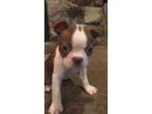 Boston Terrier Puppy for sale in Sisters, OR, USA