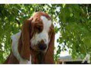 Basset Hound Puppy for sale in PHOENIX, AZ, USA