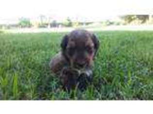 Mutt Puppy for sale in Redding, IA, USA
