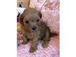 Shih-Poo Puppy for sale in Ionia, MI, USA