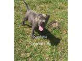 Mutt Puppy for sale in Zolfo Springs, FL, USA