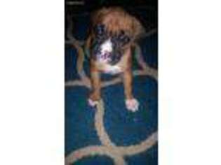 Boxer Puppy for sale in Mcdonough, GA, USA