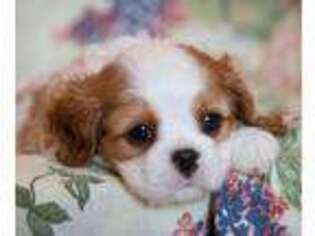 Cavalier King Charles Spaniel Puppy for sale in Kansas City, KS, USA