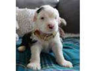 Old English Sheepdog Puppy for sale in Shipshewana, IN, USA