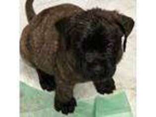 Mastiff Puppy for sale in Brentwood, CA, USA