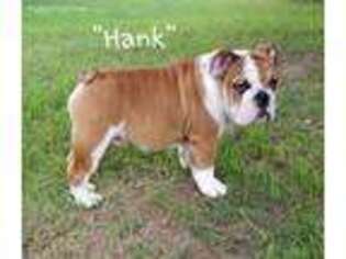 Bulldog Puppy for sale in Perkins, OK, USA