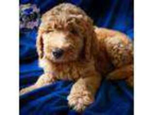 Goldendoodle Puppy for sale in Iola, TX, USA