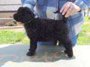 Portuguese Water Dog Puppy for sale in HUMANSVILLE, MO, USA