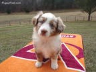 Australian Shepherd Puppy for sale in Bland, VA, USA