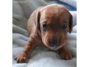 Dachshund Puppy for sale in Lafayette, LA, USA