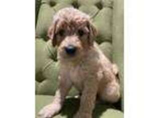 Labradoodle Puppy for sale in Vacaville, CA, USA