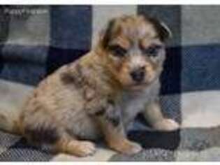 Mutt Puppy for sale in American Fork, UT, USA