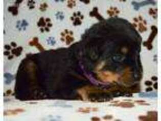 Rottweiler Puppy for sale in Columbia, MS, USA