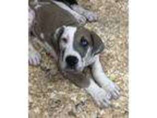 Great Dane Puppy for sale in Ontario, NY, USA