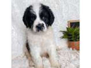 Saint Berdoodle Puppy for sale in Reeds Spring, MO, USA
