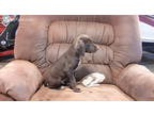 German Shorthaired Pointer Puppy for sale in Hazel Green, WI, USA