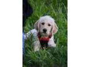 Labradoodle Puppy for sale in South Glastonbury, CT, USA