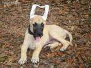Great Dane Puppy for sale in Trenton, FL, USA