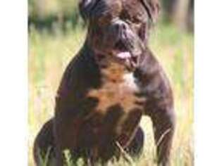 Olde English Bulldogge Puppy for sale in Shawnee, OK, USA