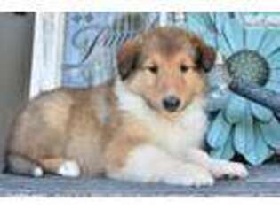 Collie Puppy for sale in Lancaster, PA, USA