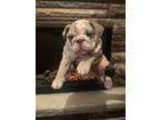 Bulldog Puppy for sale in New Florence, PA, USA