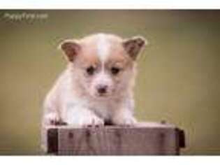 Pembroke Welsh Corgi Puppy for sale in Bruneau, ID, USA