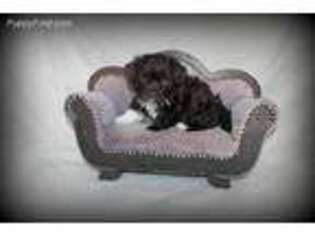 Havanese Puppy for sale in Maitland, MO, USA